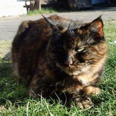 Blanding af racer Findus (Himmel kat)