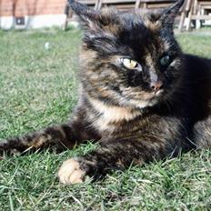 Blanding af racer Findus (Himmel kat)