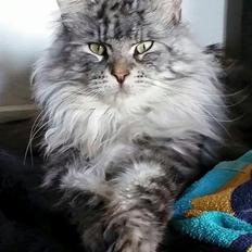 Maine Coon Vabis Himmelkat <3 