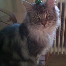 Maine Coon Vabis Himmelkat <3 