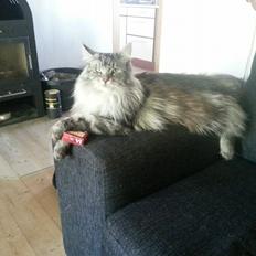 Maine Coon Vabis Himmelkat <3 