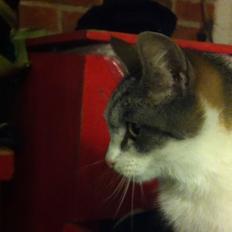 Huskat Kildelunds Smiga