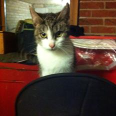 Huskat Kildelunds Smiga