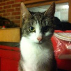 Huskat Kildelunds Smiga