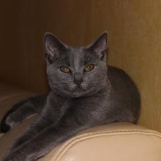 Chartreux Jacqueline du Domaine d’Ofélie