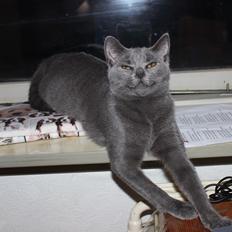 Chartreux Jacqueline du Domaine d’Ofélie
