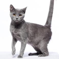 Chartreux Jacqueline du Domaine d’Ofélie