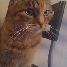 Blanding af racer Missy'munter (Himmel kat )