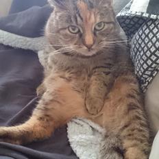 Blanding af racer Missy'munter (Himmel kat )