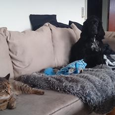 Blanding af racer Missy'munter (Himmel kat )