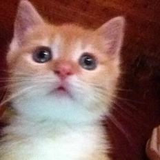 Blanding af racer Freja