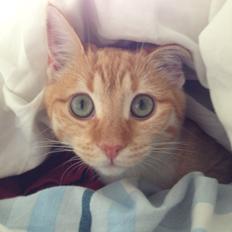 Blanding af racer Freja