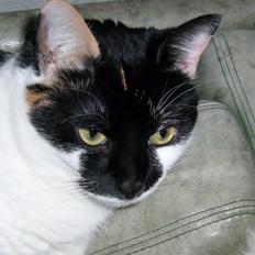 Huskat Arabella Scarlett