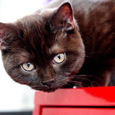 British Shorthair Kako