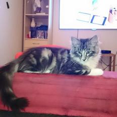 Norsk Skovkat Kirstila-Tahia´s Carlos