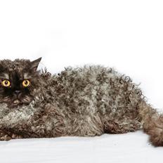 Selkirk Rex  RW SGC, PCH Lykken Peer Gynt of Tzari 