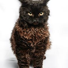 Selkirk Rex SGCA/TGC IP Lykken Curly Tsarina of Tzari