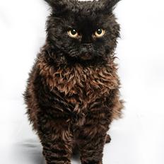 Selkirk Rex  SGCA/TGC IP Lykken Curly Tsarina of Tzari