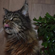Maine Coon Odessa
