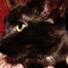 Blanding af racer Cirilla