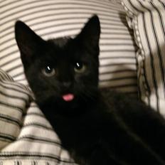 Blanding af racer Cirilla