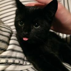 Blanding af racer Cirilla