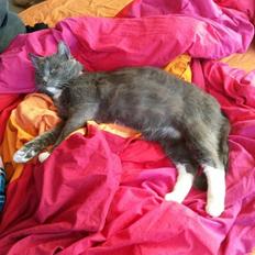 Blanding af racer Hugo