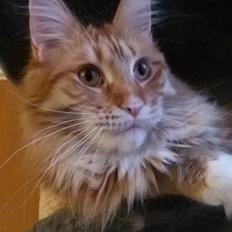 Maine Coon Obi wan kenobi