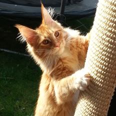 Maine Coon Obi wan kenobi