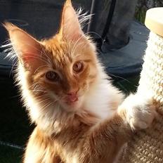 Maine Coon Obi wan kenobi