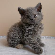 Selkirk Rex  Tzatziki