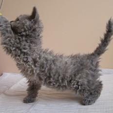 Selkirk Rex  Tzatziki