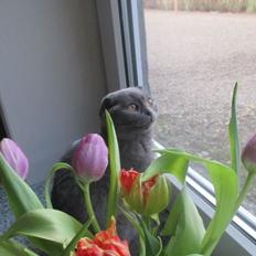 Scottish Fold Owlivia