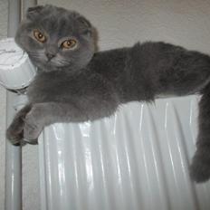 Scottish Fold Owlivia