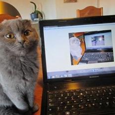 Scottish Fold Owlivia