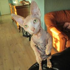 Sphynx Woddle