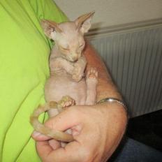 Sphynx Woddle