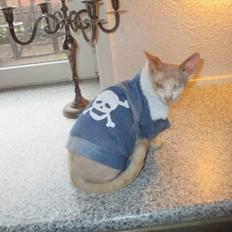 Sphynx Woddle