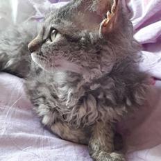 Munchkin Lille Kat