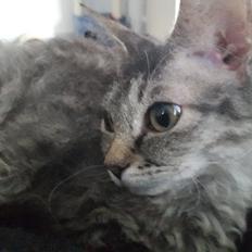 Munchkin Lille Kat