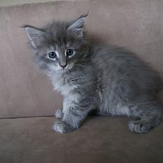 Maine Coon Pipaluk