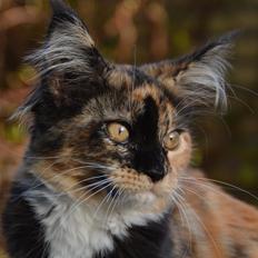 Maine Coon DK Nimrodel's Tauriel 