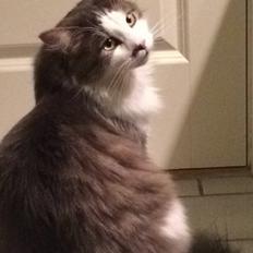 Blanding af racer Sofus