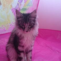 Norsk Skovkat Kirstila-Tahia´s Carlos