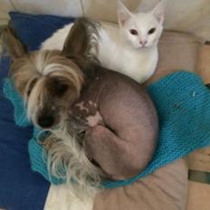 Blanding af racer Lucca