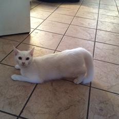 Blanding af racer Lucca