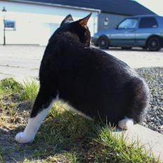 Huskat Shadow