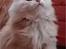 Maine Coon Sammie - Nyt billede af smuksakken. <3 ...8 uger..