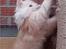 Maine Coon Sammie - Og endnu et billede af den dejlige tyksak.. <3...8 uger.