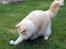 Ragdoll Chubby (DK Vandoll Royal Ricco) - Golfkatten!